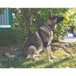 ReDog®  Armbågsskydd, dubbla